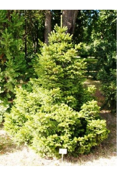 Ялина звичайна Barryi